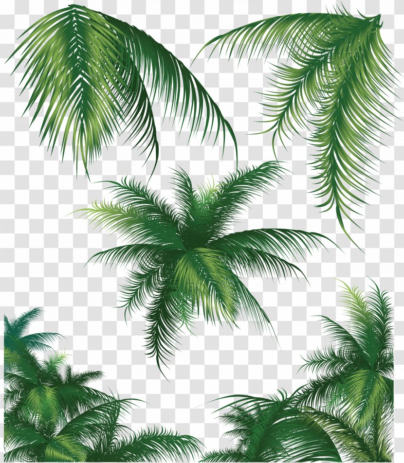 Coconut Arecaceae Tree - Attalea Speciosa Transparent PNG
