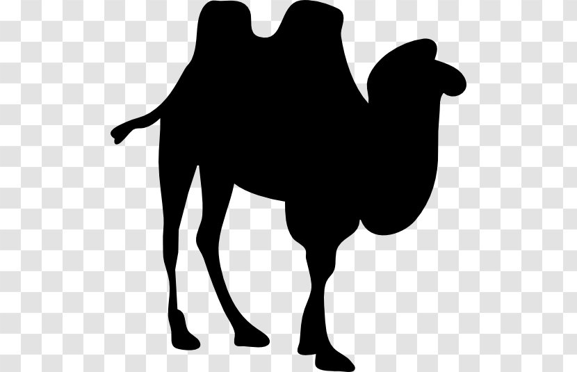 Dromedary Bactrian Camel Clip Art - Pack Animal - Contour Transparent PNG