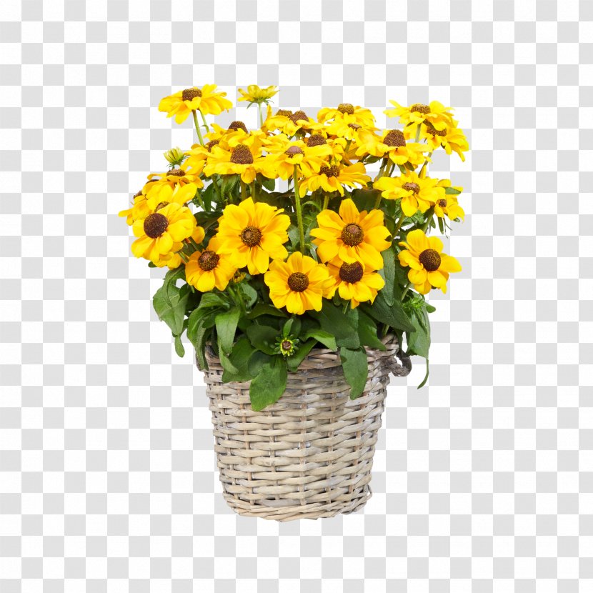 Common Sunflower Floral Design Transvaal Daisy Cut Flowers Chrysanthemum - Annual Plant Transparent PNG