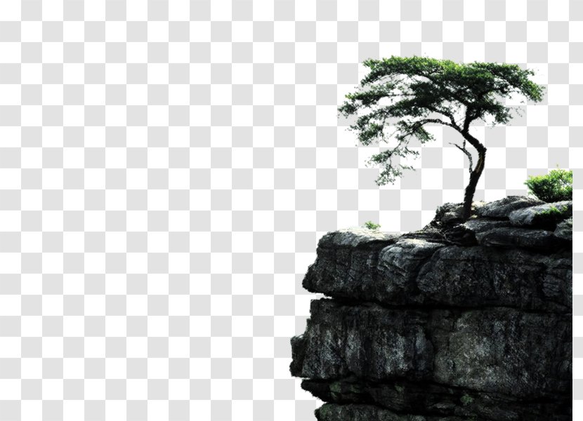 Tree Desktop Wallpaper Pine - Outcrop Transparent PNG