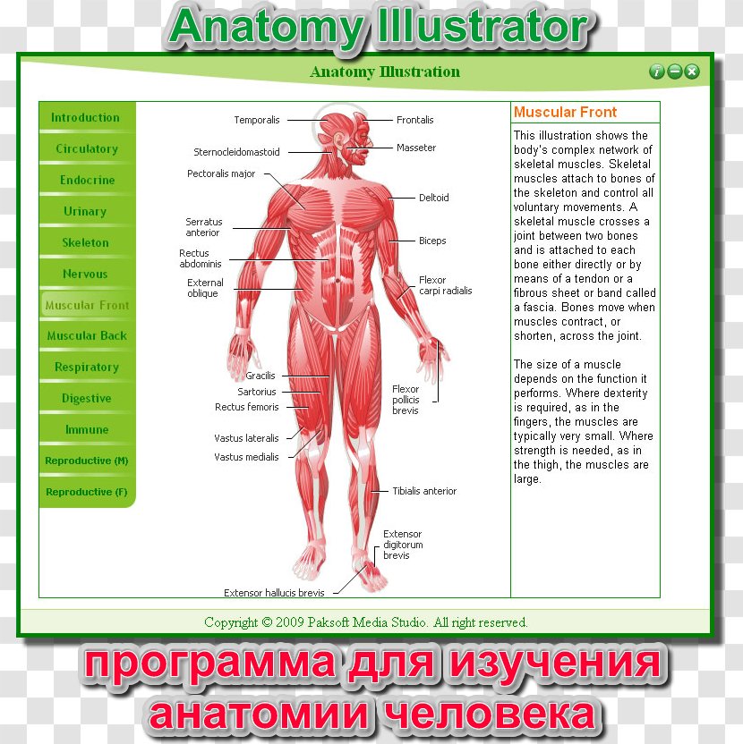 Muscle Homo Sapiens Human Body Muscular System Anatomy - Watercolor - Digest Transparent PNG