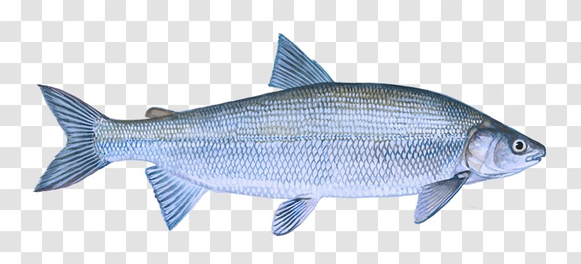 Fish Oily Milkfish Bony-fish - Rayfinned Products Transparent PNG