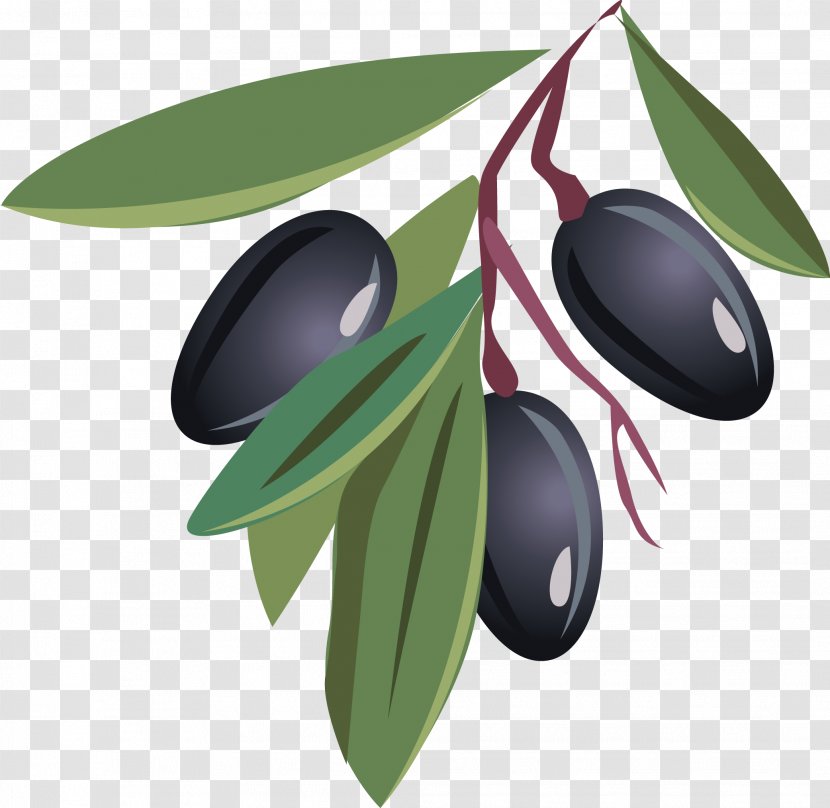 Olive Oil Fruit - Vector Transparent PNG