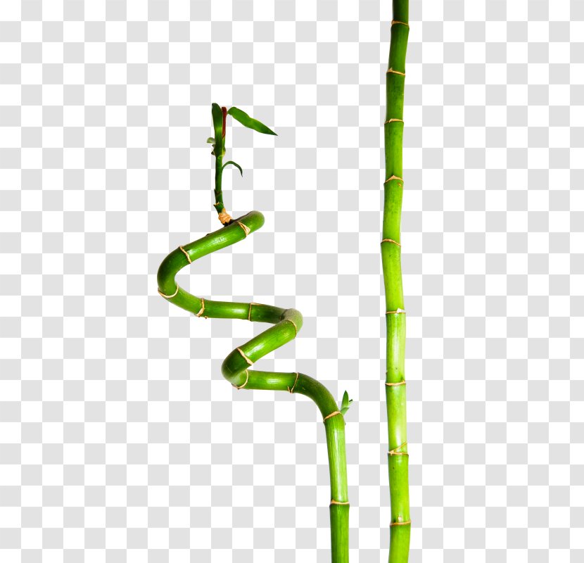 Lucky Bamboo Bambusa Plant Henon Transparent PNG