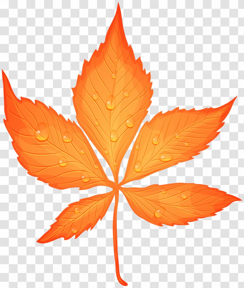 Maple Leaf Dew Drop - Autumn Color - With Drops Transparent Clip Art Image Transparent PNG