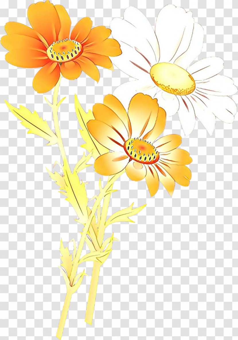 Daisy - Flower - Wildflower Flowering Plant Transparent PNG