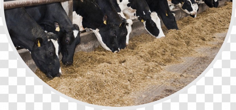Dairy Cattle Holstein Friesian Sheep Feeding Farming - Organic Transparent PNG