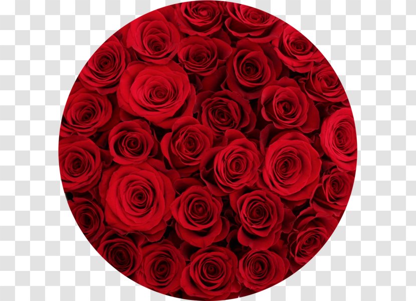 Garden Roses Floral Design Cut Flowers - Rose Family - Box Flower Transparent PNG