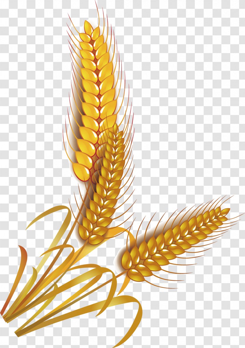 Wheat Rice Cereal Whole Grain Clip Art - Grass Family - Vector Transparent PNG