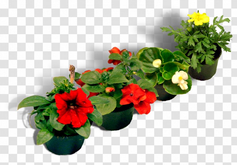Floral Design Flowerpot Artificial Flower Cut Flowers - Petunia Transparent PNG