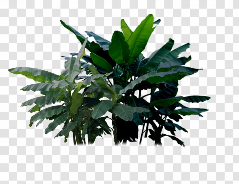 Musa Basjoo Banana Ornata Plant - Tree Transparent PNG