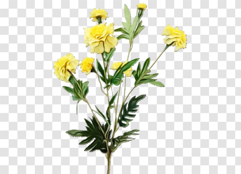 Flower Flowering Plant Yellow Globe - Tagetes Cinquefoil Transparent PNG
