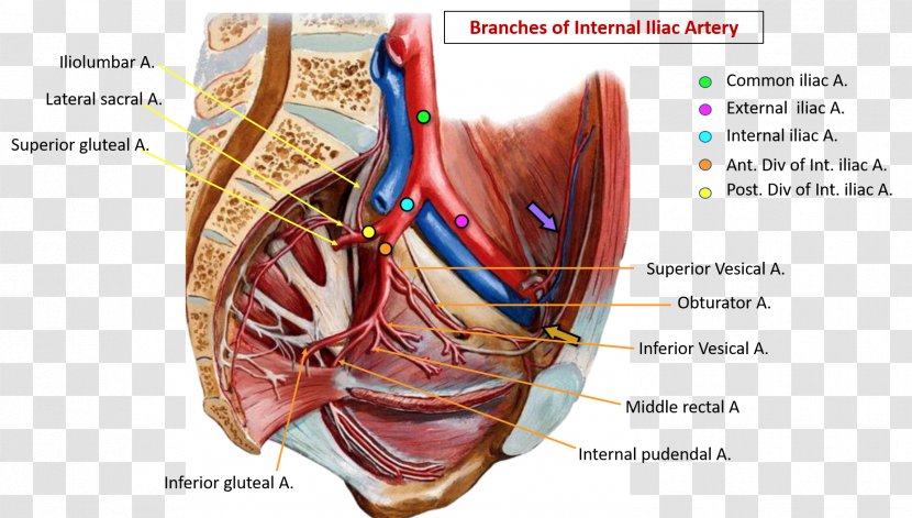 Common Iliac Artery Internal Pelvis External Blood Vessel - Watercolor - Upper Lower Letters Transparent PNG