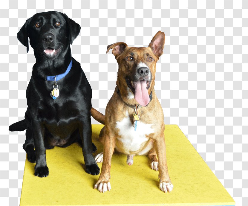 Labrador Retriever Pet Sitting Dog Breed Cat - Animal - Exotic Pets You Can Own Transparent PNG