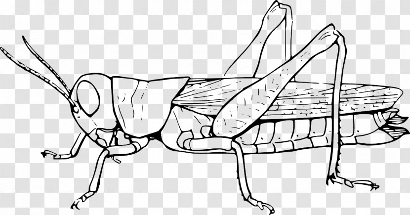 Insect The Ant And Grasshopper Locust Clip Art Transparent PNG