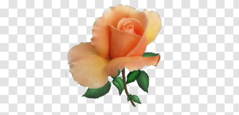 Garden Roses Centifolia Floribunda - Bud - Flower Transparent PNG