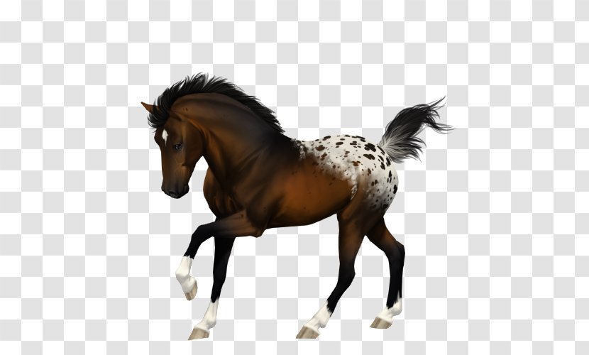 Foal Mustang Stallion Colt Mare - Pony Transparent PNG