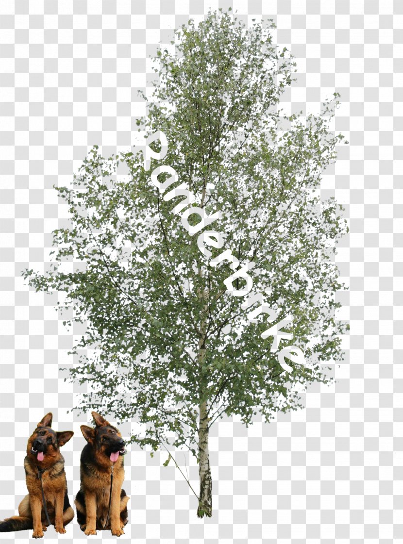 Paper Birch Populus Alba Tree Oak Plant - Branch - Winter Transparent PNG
