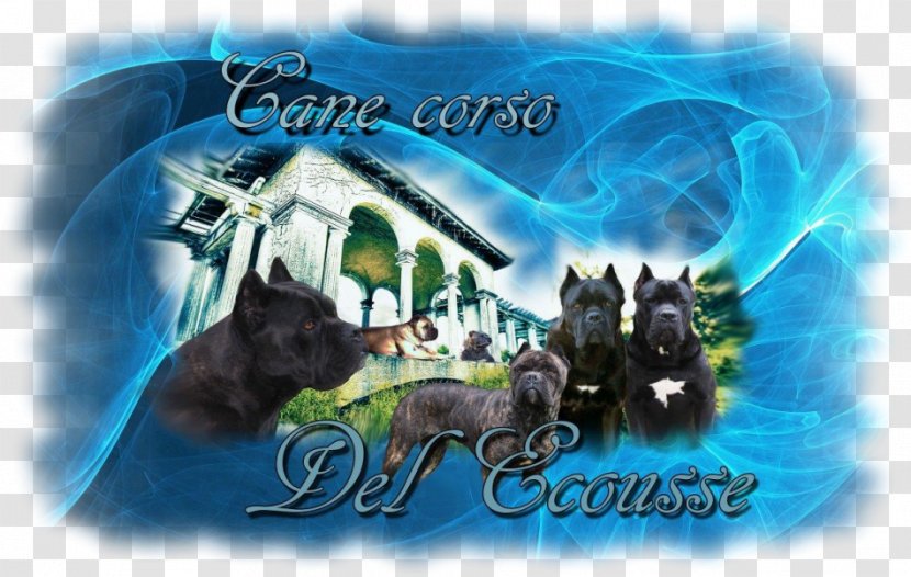 Cane Corso English Mastiff Chihuahua Puppy Dog Breed - Advertising Transparent PNG