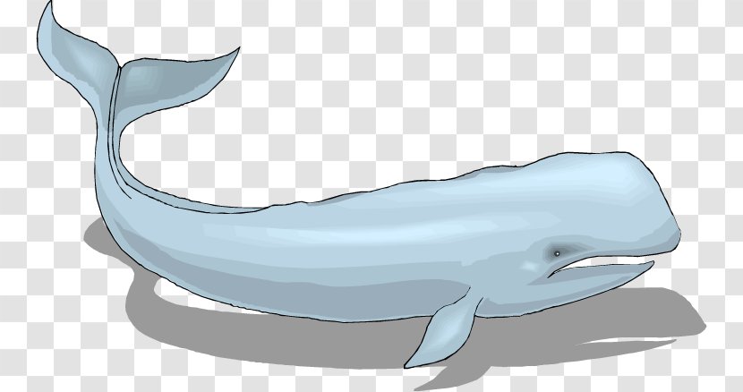 Common Bottlenose Dolphin Tucuxi Rough-toothed Wholphin White-beaked - Vertebrate - Minke Whale Transparent PNG
