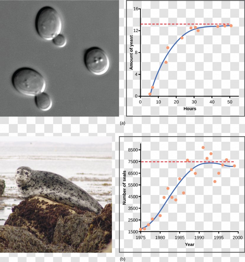 Logistic Function Population Growth Exponential World Pyramid - Organism - Fluctuation Curve Transparent PNG