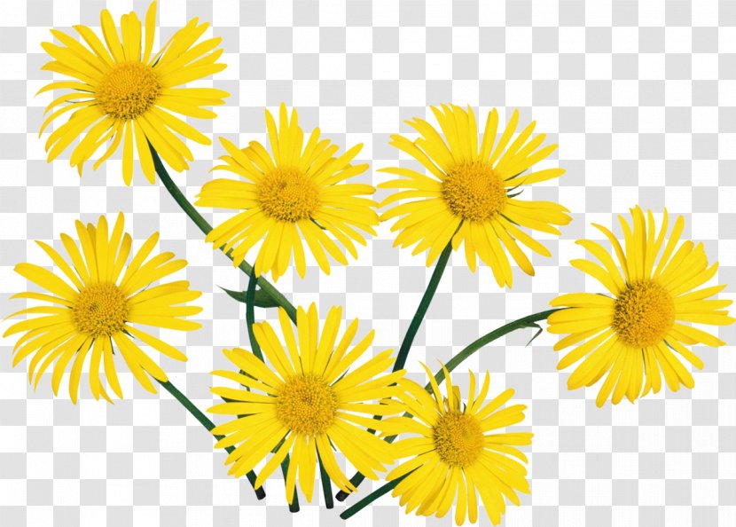 Flower - Camomile Transparent PNG