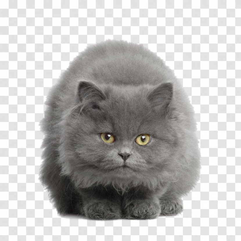British Shorthair American Russian Blue European Kitten - Persian - Tummy Gray Transparent PNG
