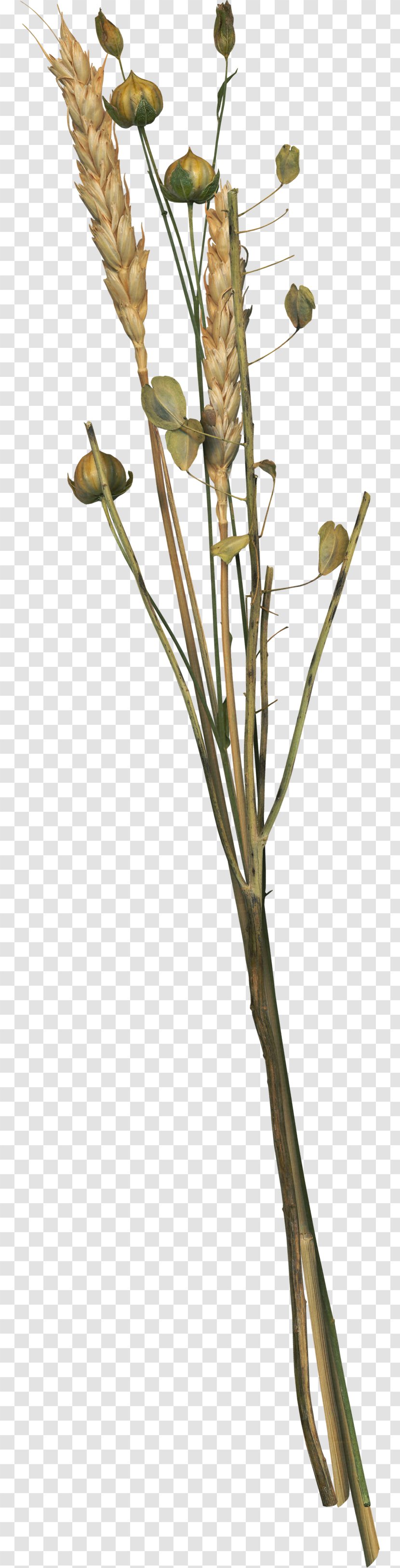 Flower Wheat - Branch - Flowers Transparent PNG