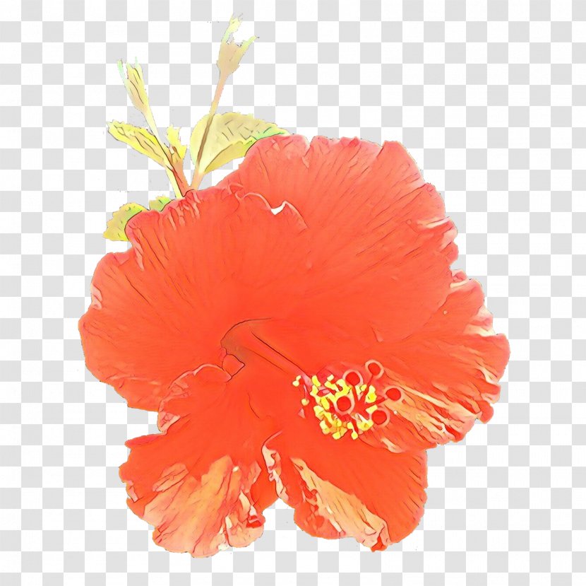 Orange - Petal - Mallow Family Plant Transparent PNG