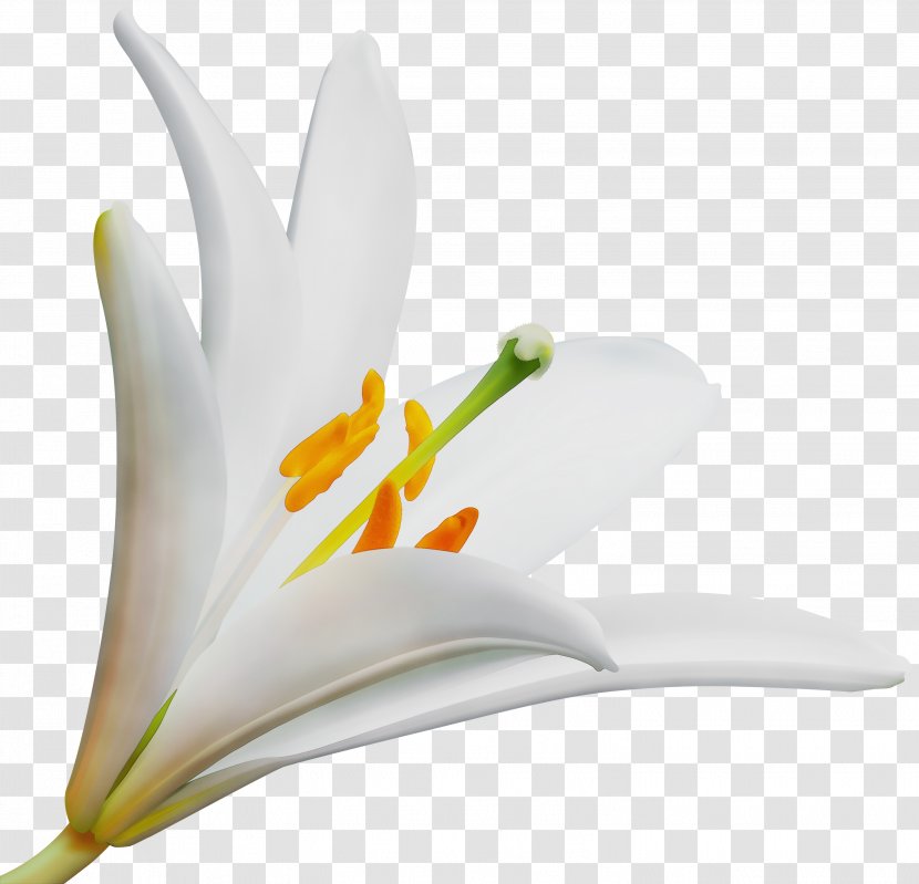 White Lily Flower - Paint - Daylily Amaryllis Belladonna Transparent PNG