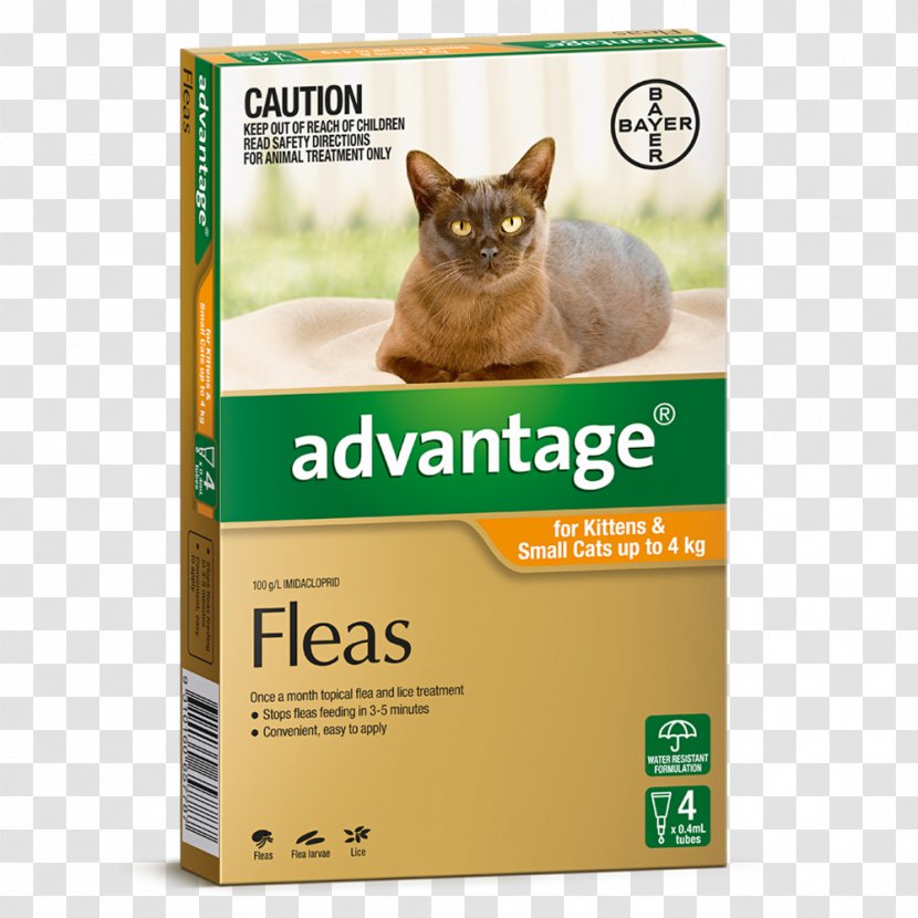 Cat Kitten Flea Treatments Dog Pet - Felidae Transparent PNG