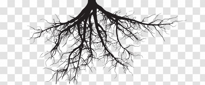 Clip Art Tree Root Illustration - Silhouette Transparent PNG