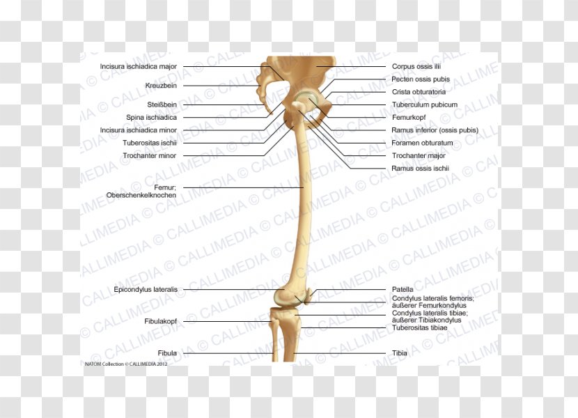 Bone Shoulder Knee Femur Hip - Cartoon - Artrosis De Rodilla Transparent PNG