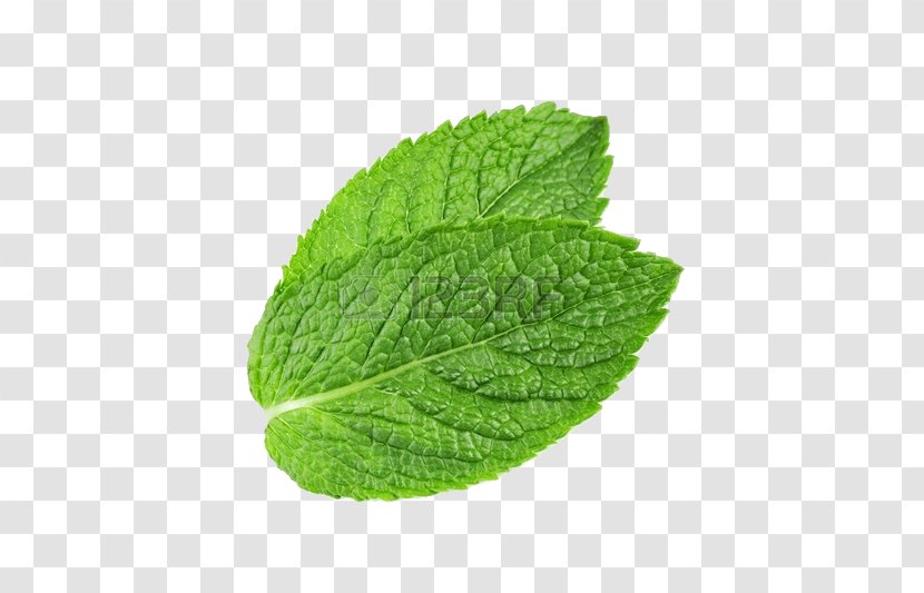 Peppermint Mentha Spicata Water Mint Arvensis - Herbalism Transparent PNG