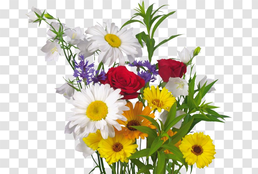 Cut Flowers Plant Desktop Wallpaper Transvaal Daisy - Flower Bouquet Transparent PNG
