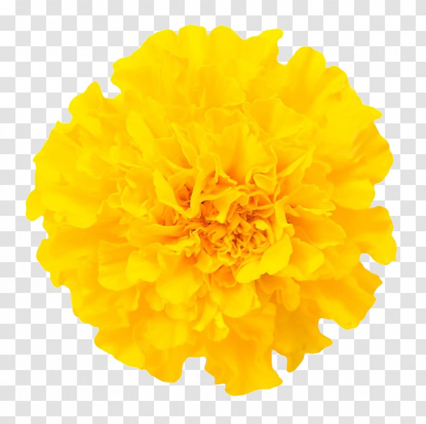 Mexican Marigold Chrysanthemum Flower Euclidean Vector - Chrysanths - Close Pictures Free Download Transparent PNG