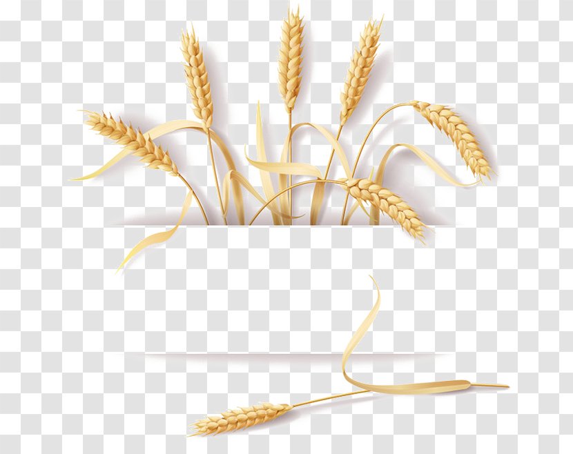 Common Wheat Cereal Ear Rye - Loaf - Straw Design Material Transparent PNG