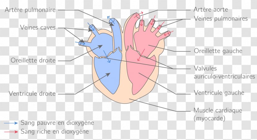 Circulatory System Heart Blood Vessel Physiology - Cartoon Transparent PNG