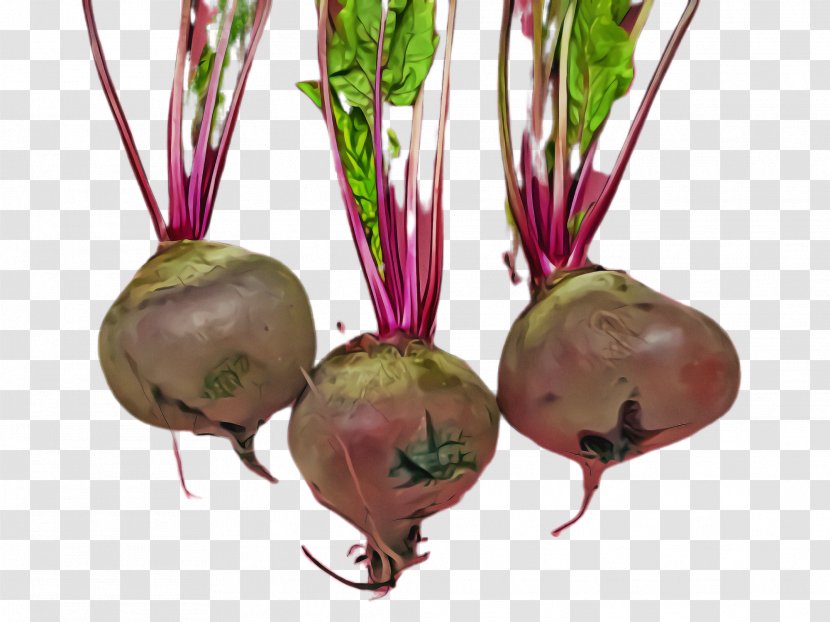 Radish Beetroot Beet Vegetable Greens - Lepidium Meyenii Flower Transparent PNG