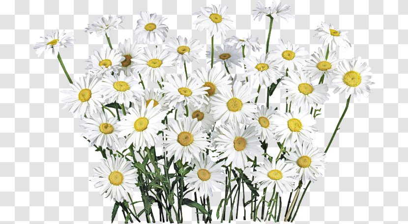 Daisy - Mayweed - Chamaemelum Nobile Marguerite Transparent PNG