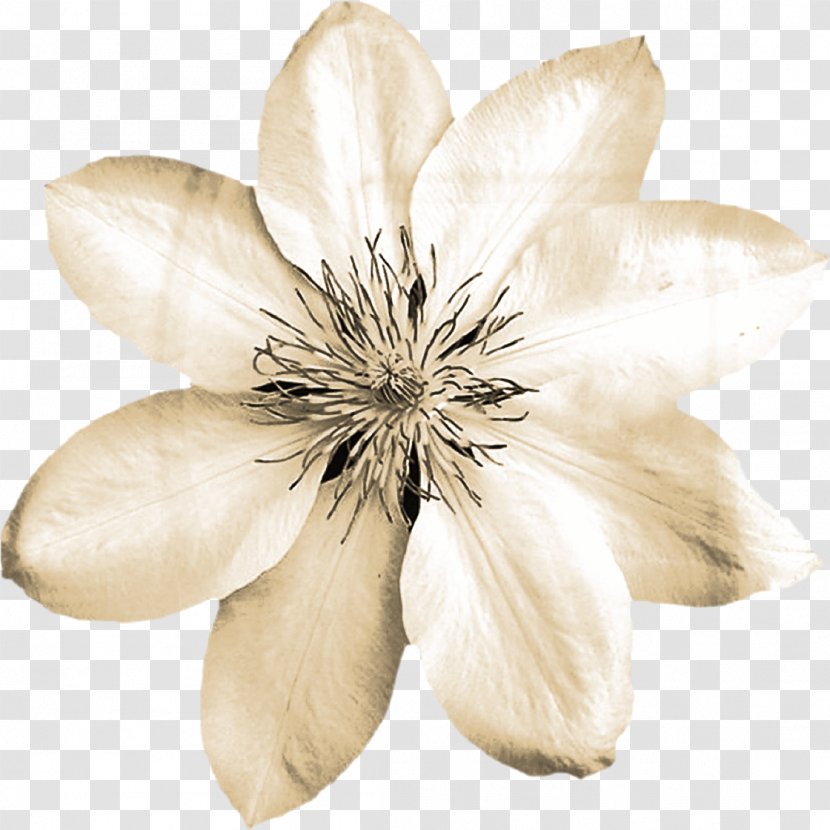 Flower Bouquet - Flowering Plant - Creative Cartoon Of Flowers Transparent PNG