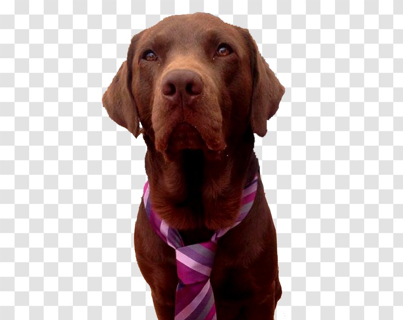 Dog Breed Labrador Retriever Vizsla Sporting Group - Collar Transparent PNG