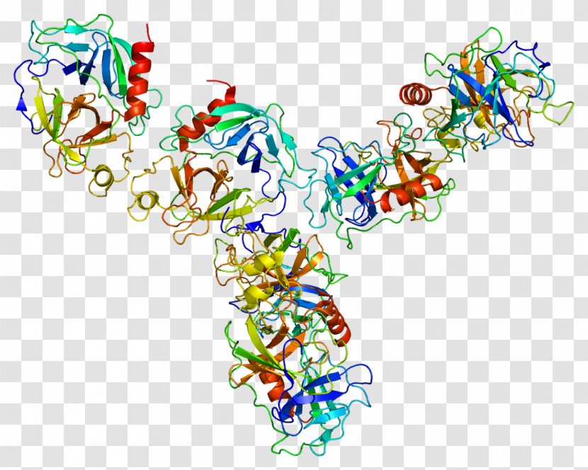 Granzyme GZMA Protein Human Leukocyte Antigen MHC Class II - Frame - Cartoon Transparent PNG
