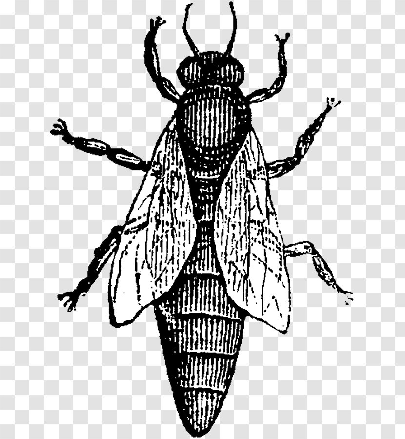 Insect Clip Art Black & White - M - Illustration CharacterInsect Transparent PNG
