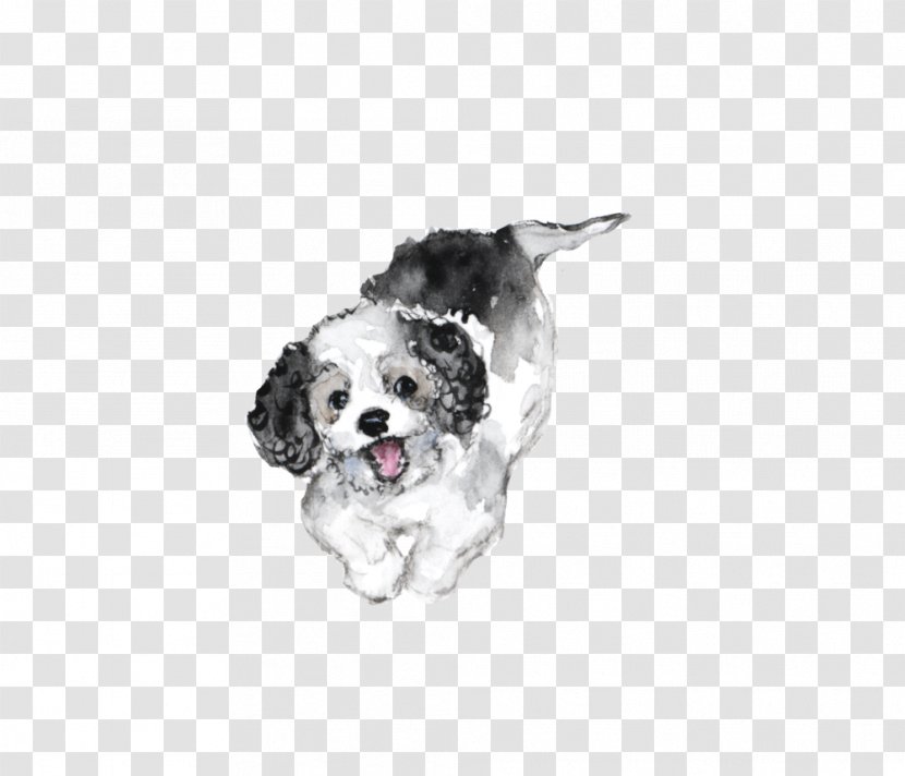 English Springer Spaniel Setter Cavalier King Charles Stabyhoun Puppy Transparent PNG