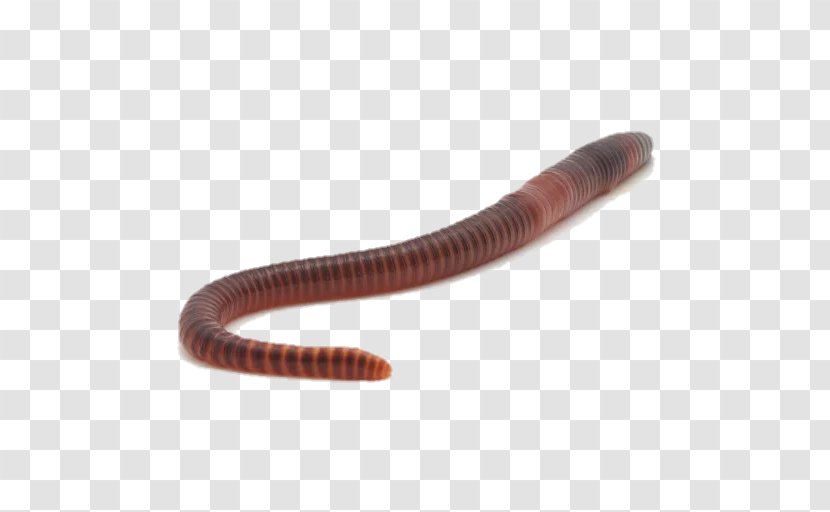 Earthworm - Worm - Invertebrate Transparent PNG