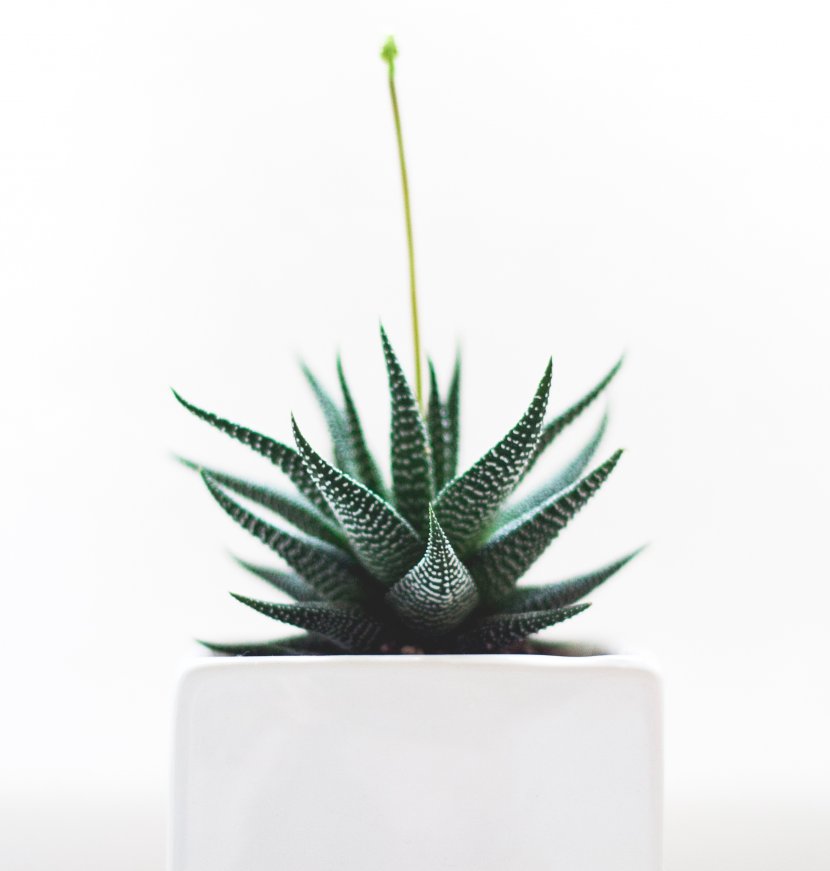 Idea Minimalism Business Thought - Flowerpot - Cactus Transparent PNG