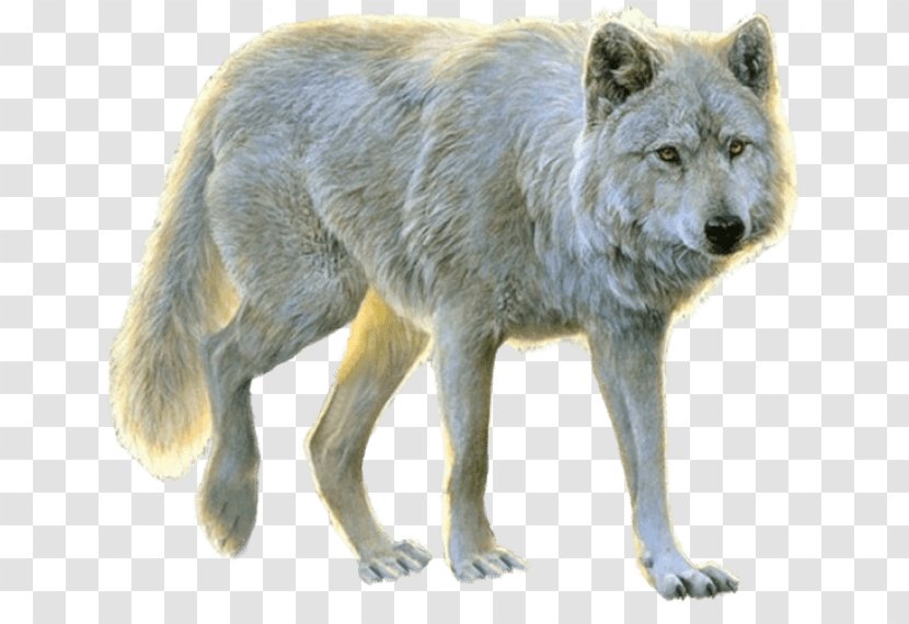 Arctic Wolf Aniu Dog Image - Dire Size Wikipedia Transparent PNG