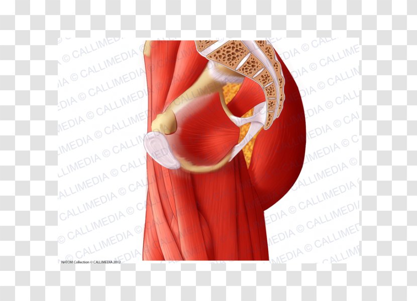 Adductor Muscles Of The Hip Anatomy Pelvis - Heart - Rectus Femoris Function Transparent PNG