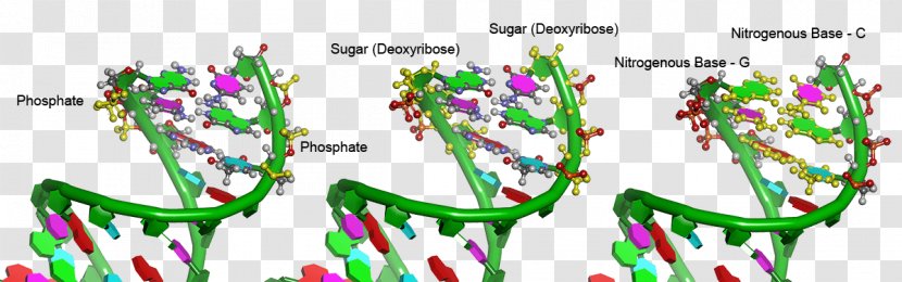 DNA Deoxyribose Phosphate Cell Nucleus - Tree - Text Transparent PNG